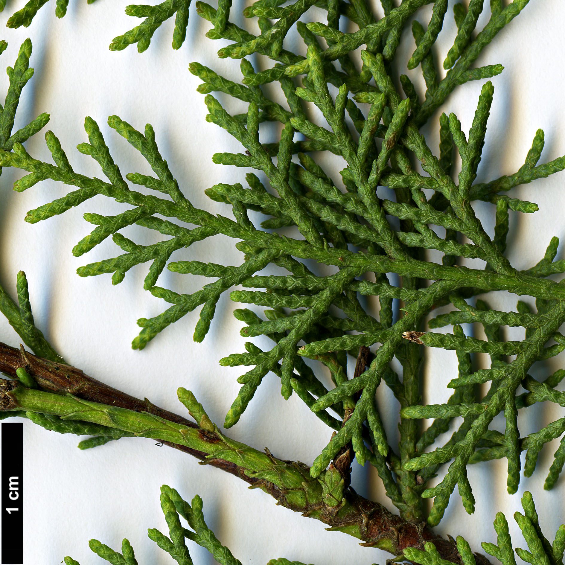 High resolution image: Family: Cupressaceae - Genus: Cupressus - Taxon: dupreziana - SpeciesSub: var. dupreziana